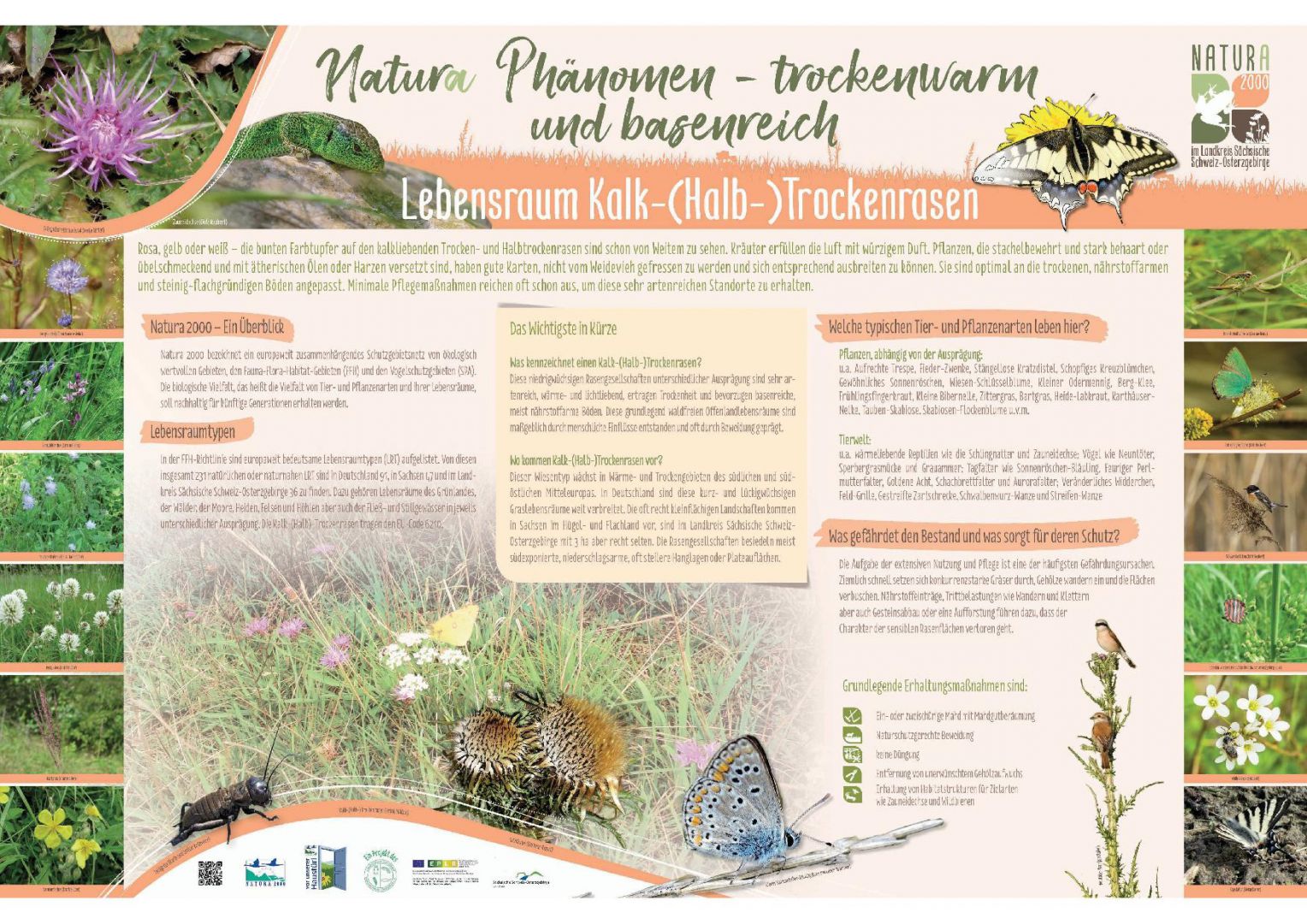 tl_files/downloads/Bilder Projekte/Projektstellen/Natura 2000 1.0/Tafeln/LRT Tafeln/LRT-Tafel KalkHtRasen.jpg